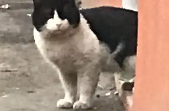 Найден черно-белый кот, Фортунатовская, 19