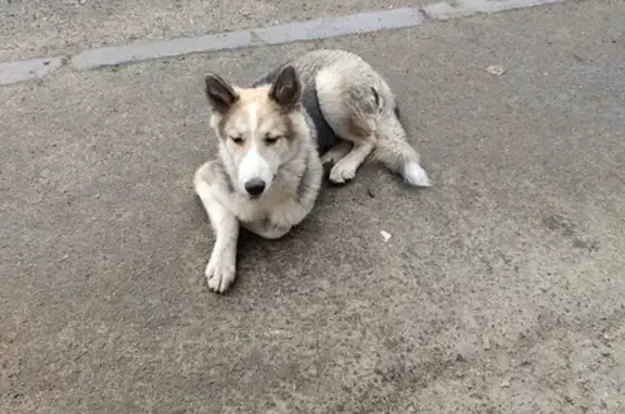 Найдена собака на пр. Комсомольский, Томск