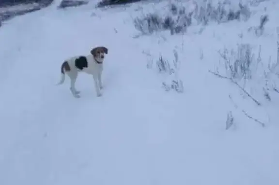 Пропали собаки в д.Лопухи, Варских