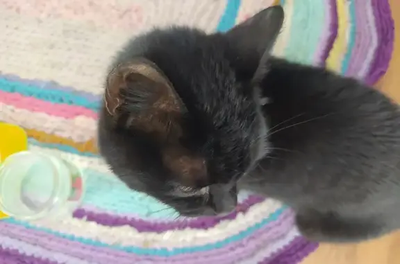 Черная кошка найдена: Теплый Стан, 5к4