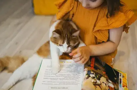 Кошки потеряшки, Койсуг, фото: Потеряшка рыжий кот: Садовая 21, Койсуг