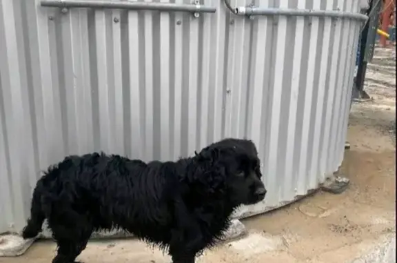 Найдена собака у АГЗС Боровский