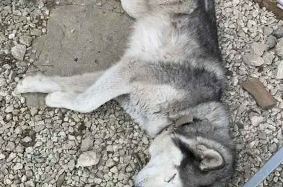 Найдена собака в Хопилово, Тула