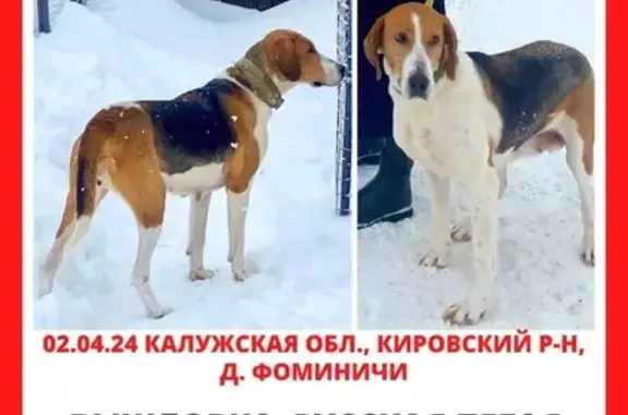 Пропала собака в Фоминичах, Калуж. обл.
