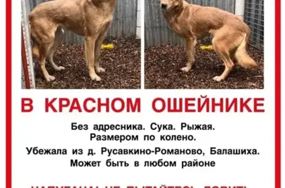 Пропала собака, Московская ул. 9а