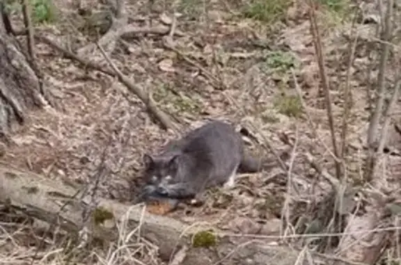 Кошка найдена в лесу, Красногорск