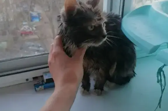 Найдена кошка на Октябрьской, 139, Тула