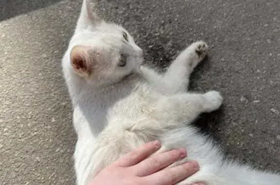 Найдена кошка: Раевского, 19, Н.Новгород