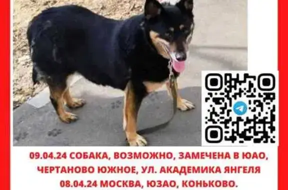 Пропала собака Мия у метро Коньково