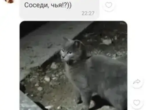 Найден котенок, Ласьва, Пермский край