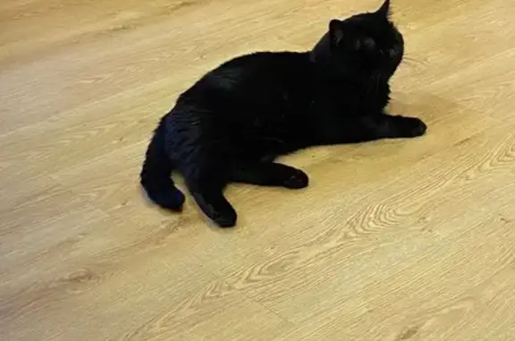 Пропала черная кошка: ул. Светлова, 17