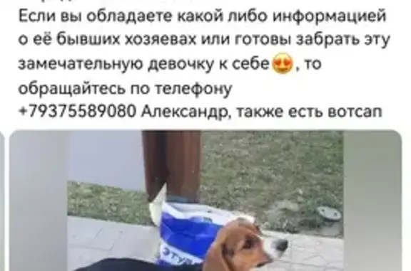 Найдена собака: Джамбулы Джабаева, 44