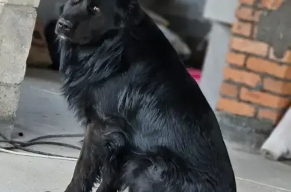 Пропала собака в Артёме, СНТ Лотос