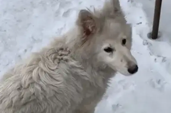 Пропала собака: Волжская, 27, Новокузнецк