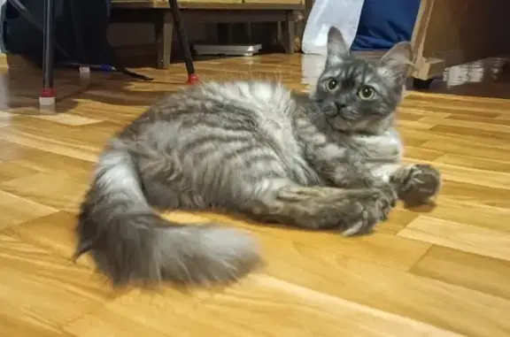 Найдена кошка: ул. И. Черных, 66, Томск
