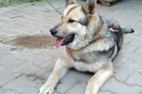 Найдена собака, Комсомольская 44а