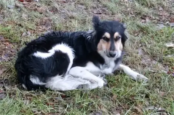 Найдена собака Ника: Порт-Артурский, 2