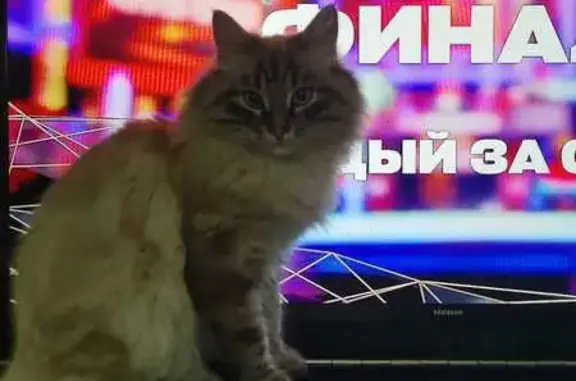 Пропал кот: ул.Дмитрия Неаполитанова