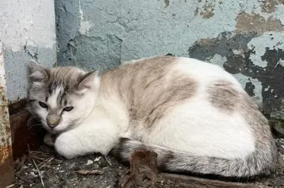 Пропала кошка: Циолковского, 3, Тула