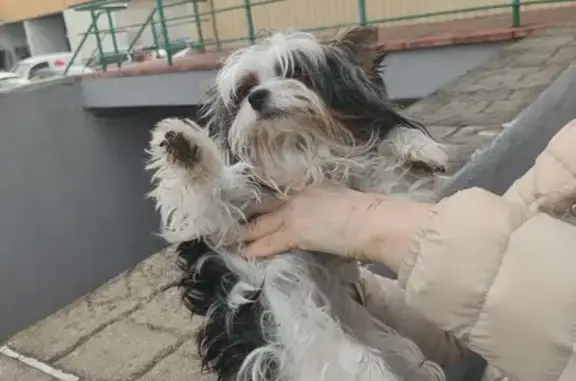 Найдена собака у ТЦ Александр