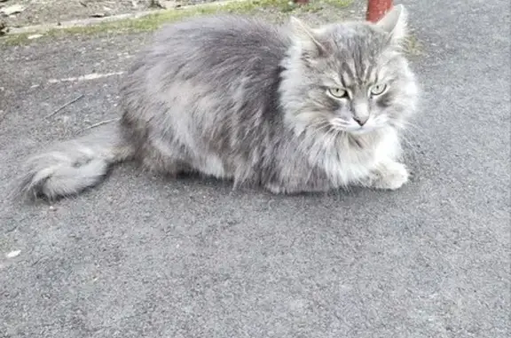 Найден кот: Симоновский Вал, 7