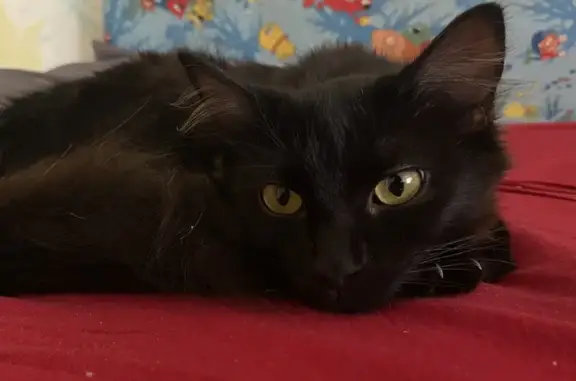 Найдена черная кошка: Репина 5, Волгоград
