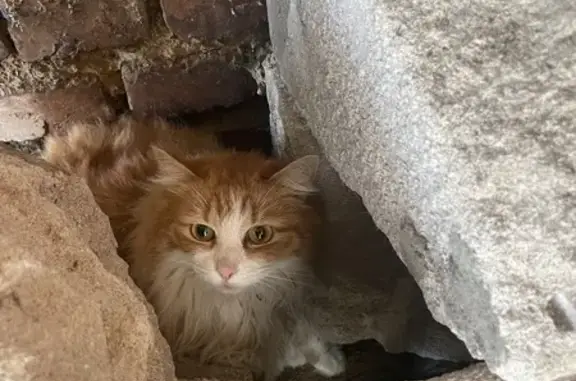 Найдена кошка, ул. М.Октябрьской, Смоленск