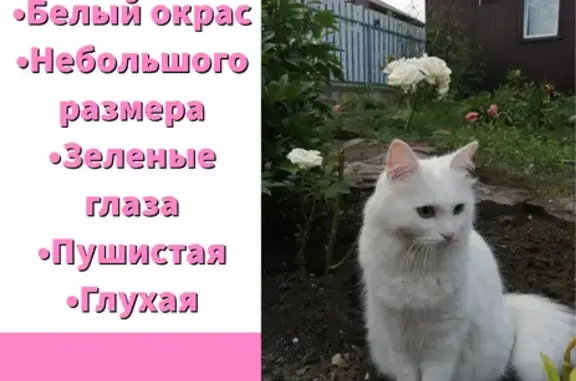 Пропала кошка: Жуковского, 4Б