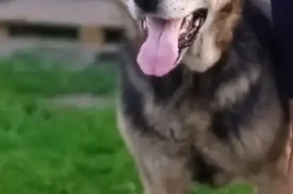 Пропала собака в Малоязе, 16 лет
