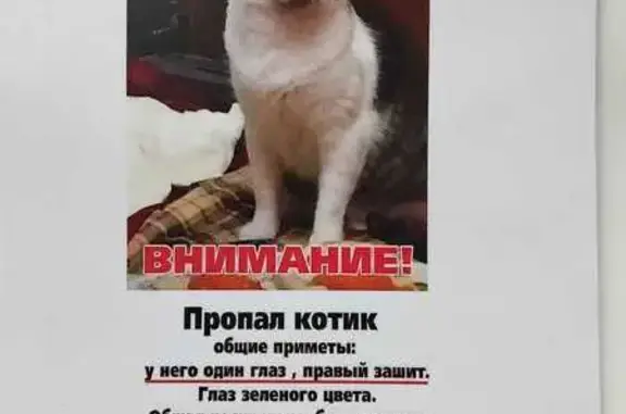 Пропал кот: Славянский б-р, Мск