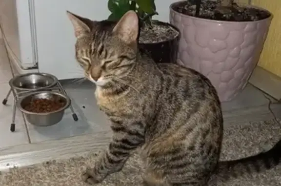 Найдена кошка: пер. Сочинская, 6, Пермь