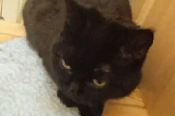 Пропала черная кошка: Кольцова, 11Б
