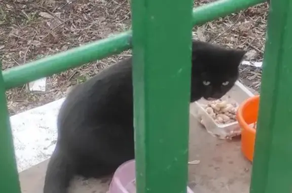 Чёрная кошка найдена, Москва