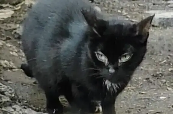 Найдена черная кошка, Москва