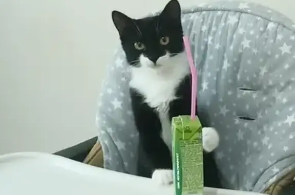 Кошки потеряшки, , фото: Потеряшка кошка Люся, Мостовая ул., 38