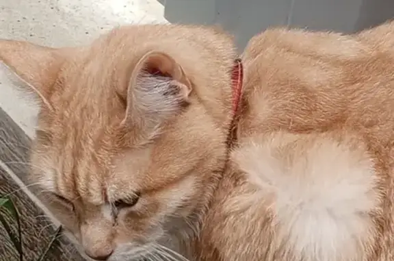 Найдена кошка в Родниках, Краснодар