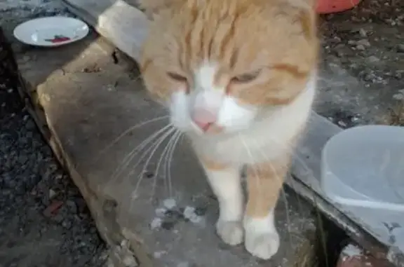 Кошка найдена в Таврово, ждёт хозяев