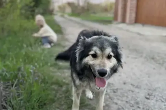 Найден крупный пес, Краснодар