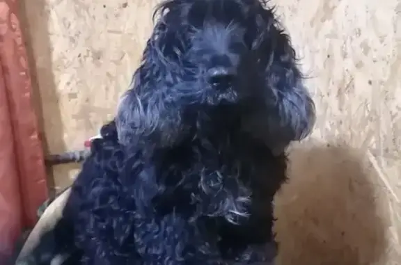 Пропала собака в Урае, ХМАО