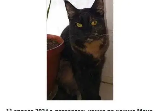Пропала кошка в Жуковском, Серова 18
