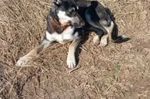 Пропала собака в Михновке, Смоленск