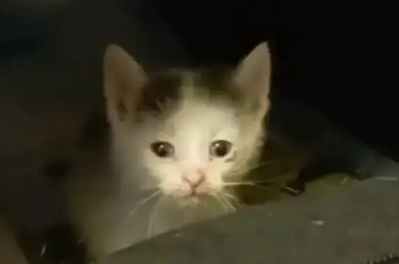 Найдена кошка-мальчик, Пермь