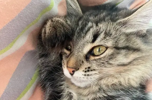 Пропала кошка Мия, Преображенская, 17