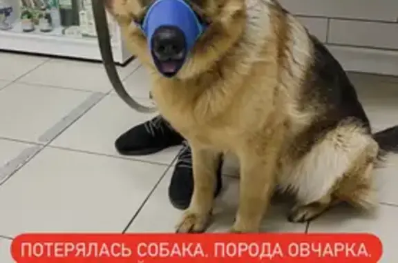 Пропала собака: Магнитогорская, 28