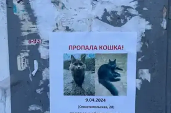 Пропала кошка Десси, Севастопольская, 28