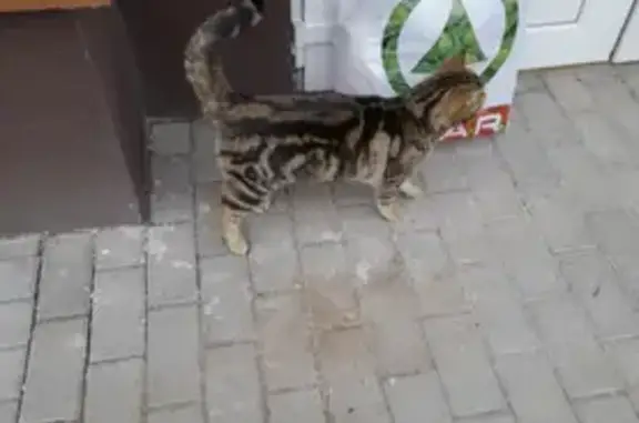 Кошка найдена: Зеленоградск, Гризодубова 1