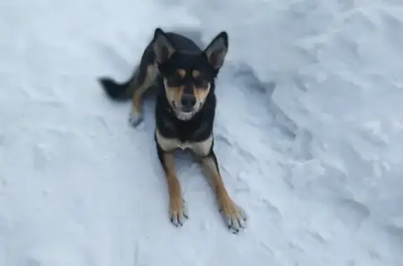 Пропала собака: Челябинск, Второе озеро