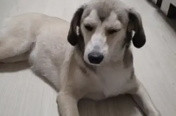Найдена собака в Новосибирске