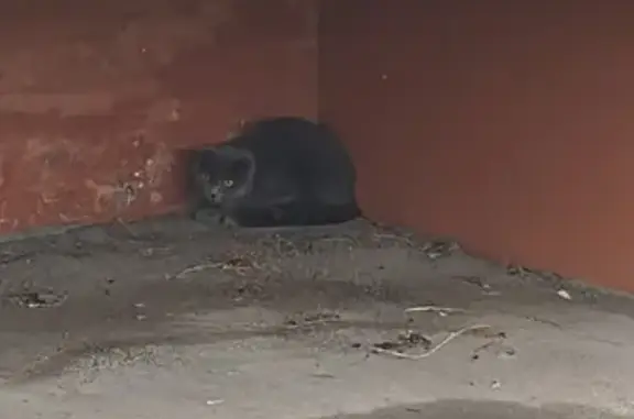 Найдена кошка, Проспект Победы 210А