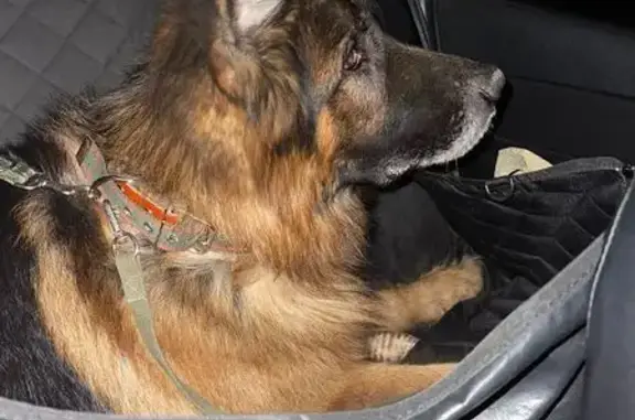 Найдена собака в Саяногорске, Хакасия